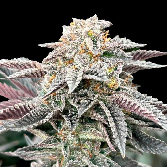 Dope Breeders - Grateful Seeds Sour Burger Image
