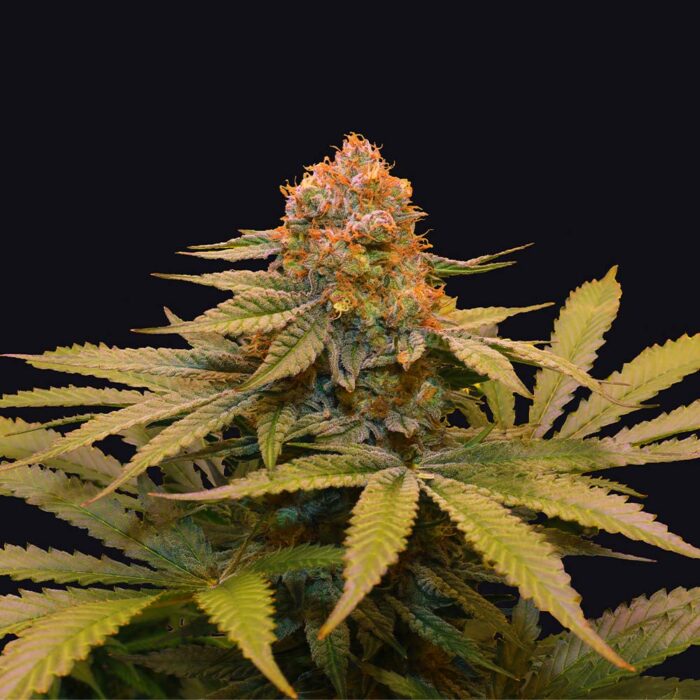 Dope Breeders - Grateful Seeds Star Fruit Image