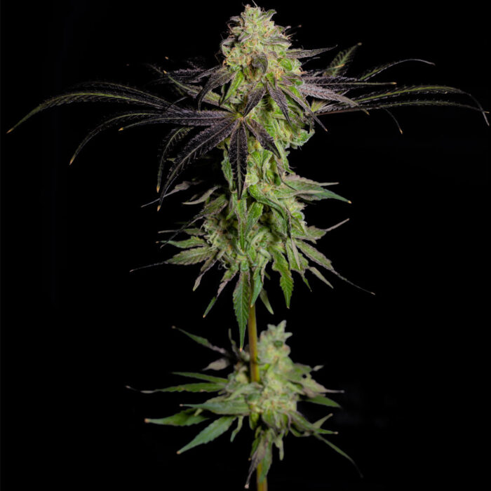 Dope Breeders - Grateful Seeds Tha Gelee Image