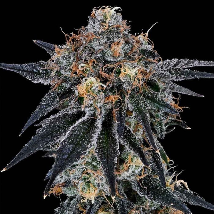 Dope Breeders - Grounded Genetics Blue Fumez Image