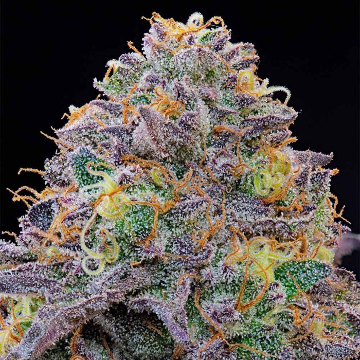 Dope Breeders - Grounded Genetics Blue Gelonade Image