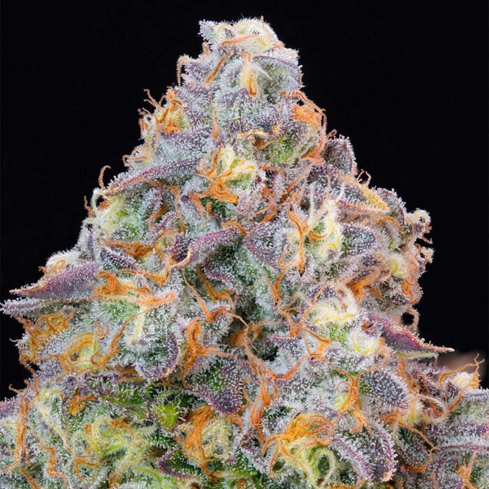 Dope Breeders - Grounded Genetics Blue Zlime Image