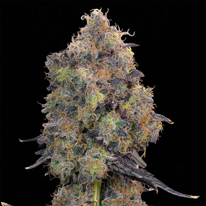 Dope Breeders - Grounded Genetics Blueberry Zkunk Image