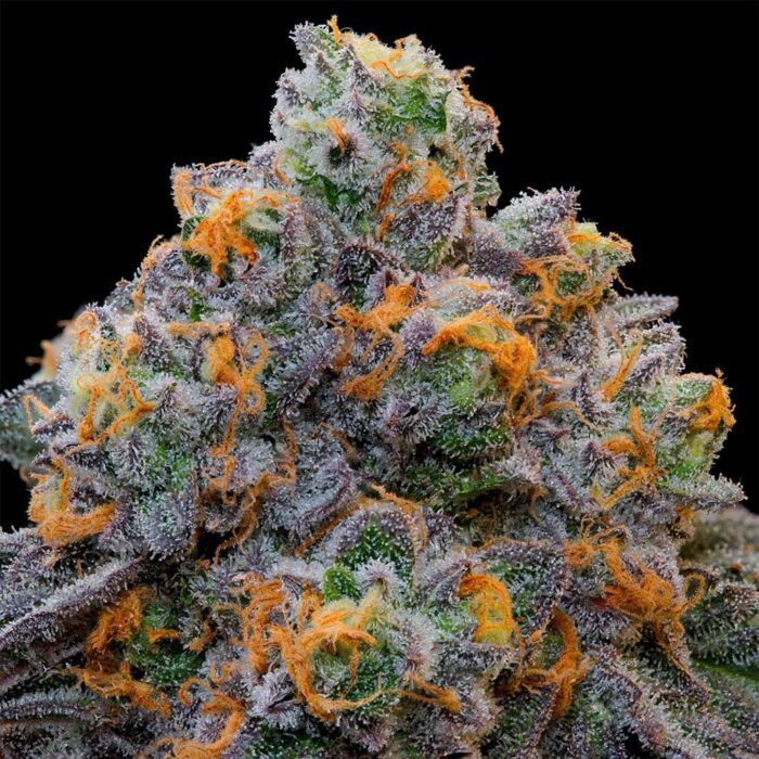 Dope Breeders - Grounded Genetics Bluzcotti Image