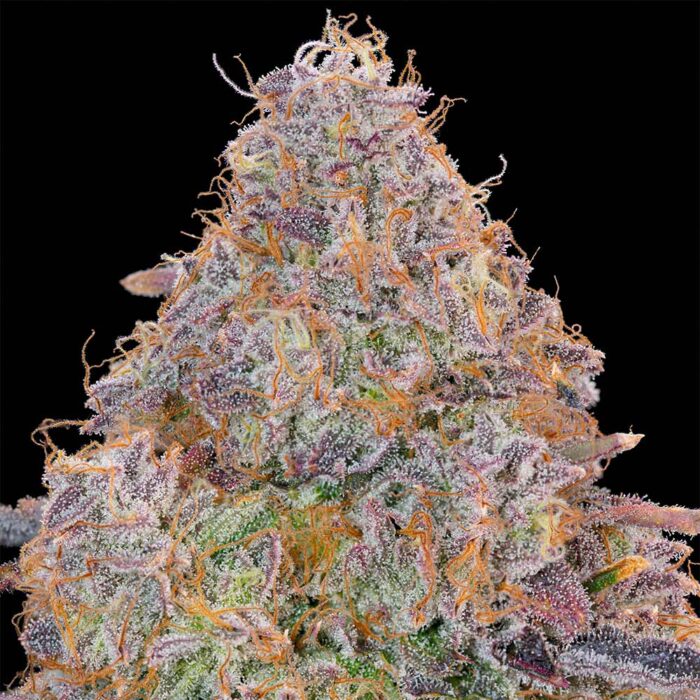 Dope Breeders - Grounded Genetics Bluzzi Image