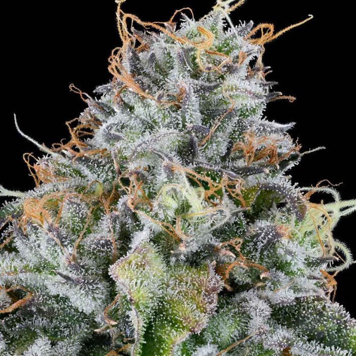 Dope Breeders - Grounded Genetics Easy Money Image