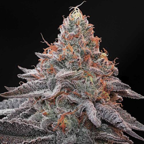 Dope Breeders - Grounded Genetics Kashmir Black Image