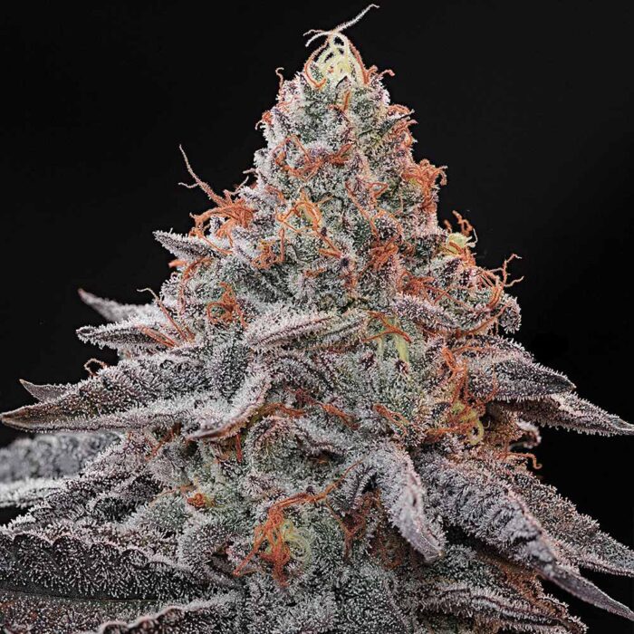 Dope Breeders - Grounded Genetics Kashmir Black Image