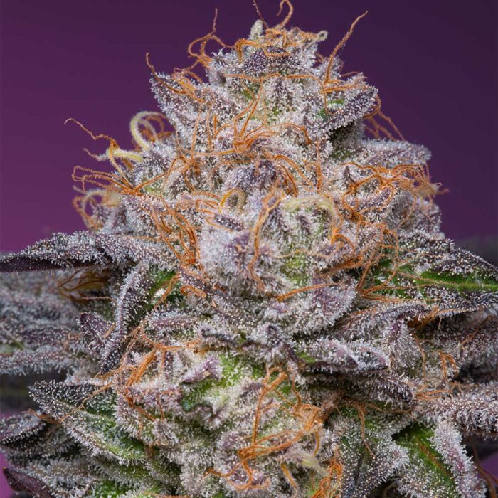 Dope Breeders - Grounded Genetics Lime Drizzle Image