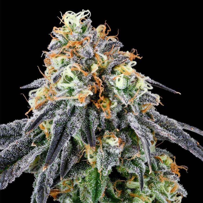 Dope Breeders - Grounded Genetics Nose Candi Image
