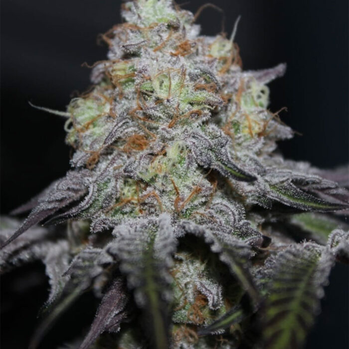 Dope Breeders - Grounded Genetics Offshore Image