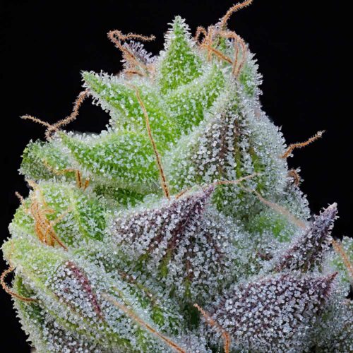 Dope Breeders - Grounded Genetics Peach Limeade Image