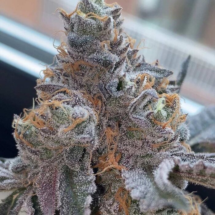 Dope Breeders - Grounded Genetics Pinata Image