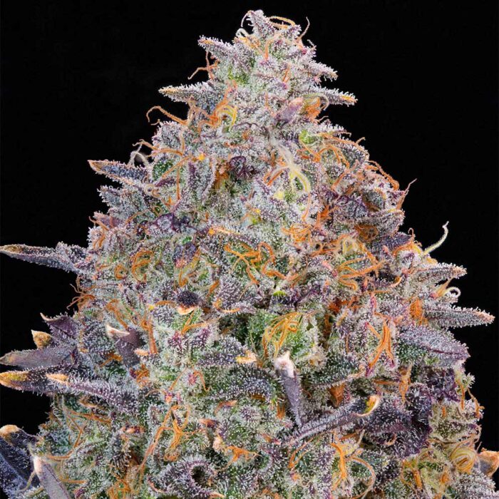 Dope Breeders - Grounded Genetics Pink Chai Image