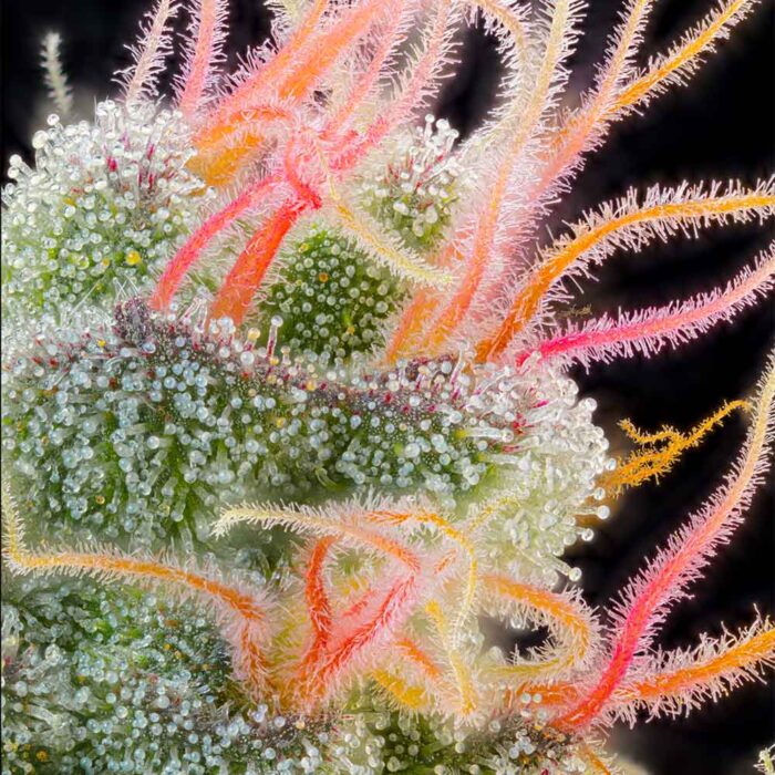 Dope Breeders - Grounded Genetics Pink Honey Image
