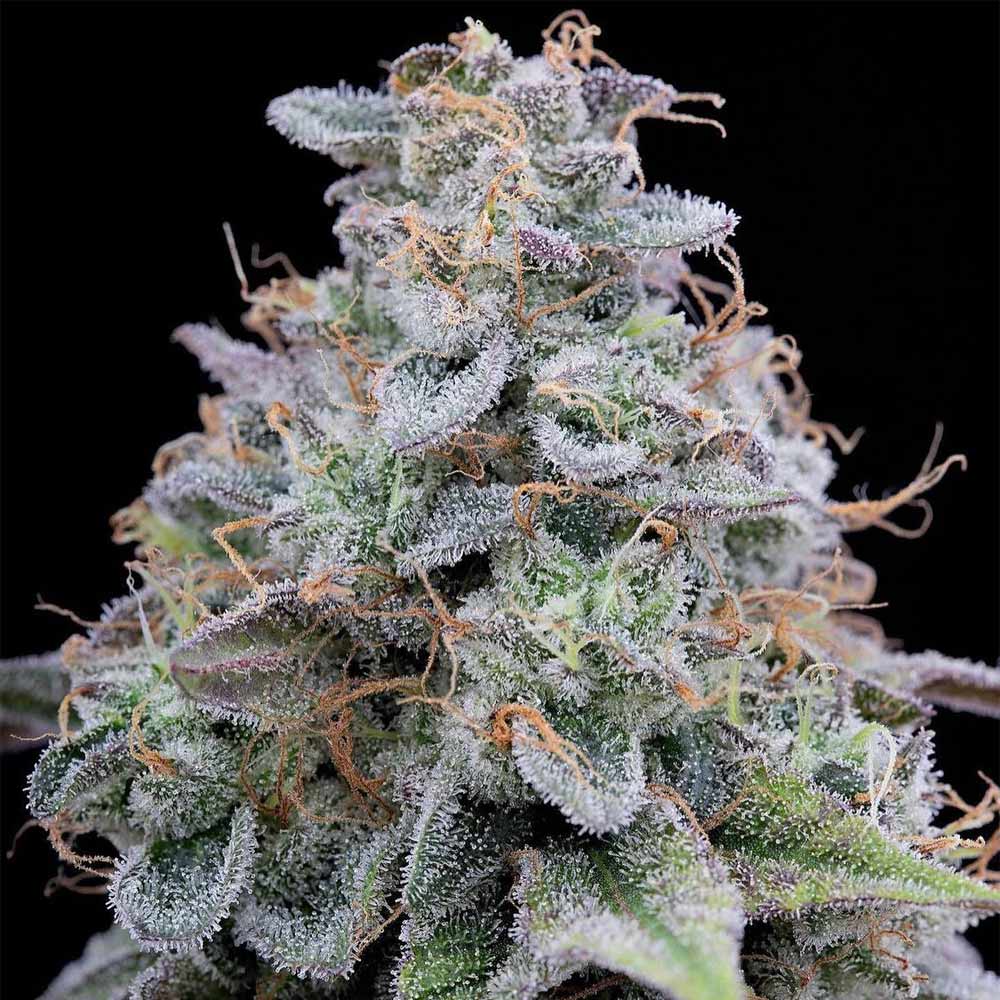Dope Breeders - Grounded Genetics Pink Limez Image
