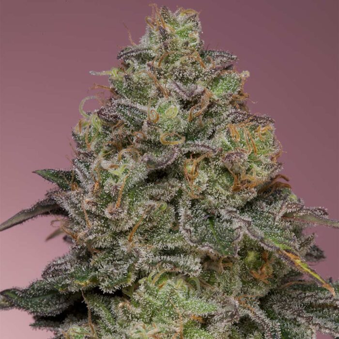 Dope Breeders - Grounded Genetics Pink Parmesan Image