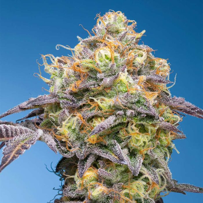 Dope Breeders - Grounded Genetics Plumz Image