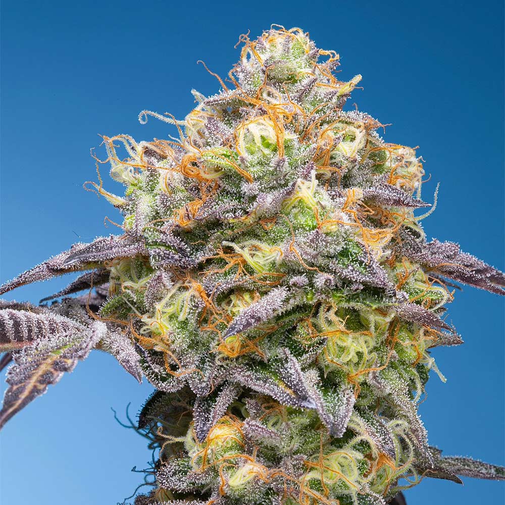 Dope Breeders - Grounded Genetics Plumz Image