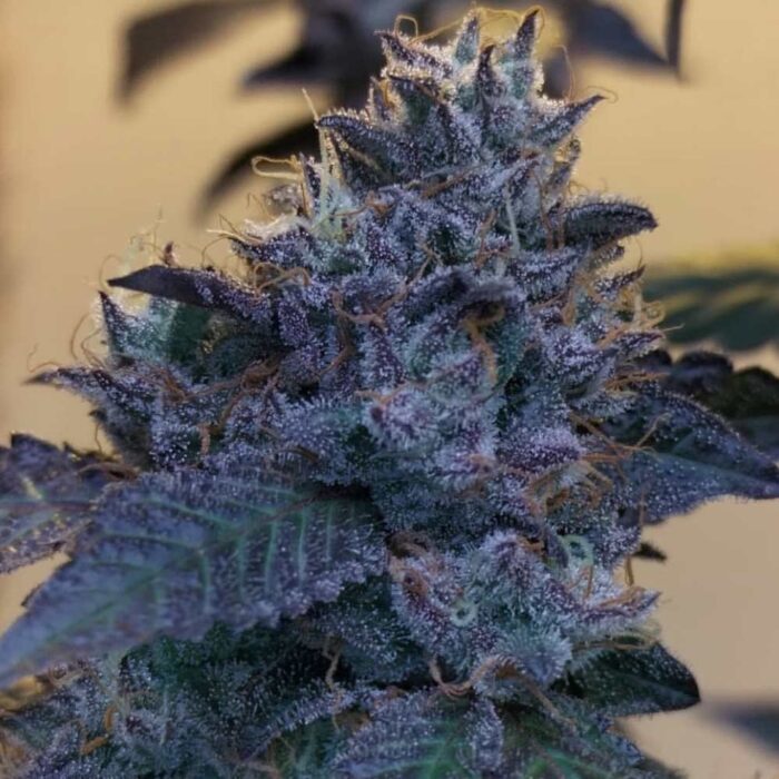 Dope Breeders - Grounded Genetics Raspberry Z Image
