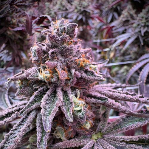 Dope Breeders - Grounded Genetics Sour Blucci Image