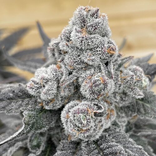 Dope Breeders - Grounded Genetics Strawberry Gummies Image