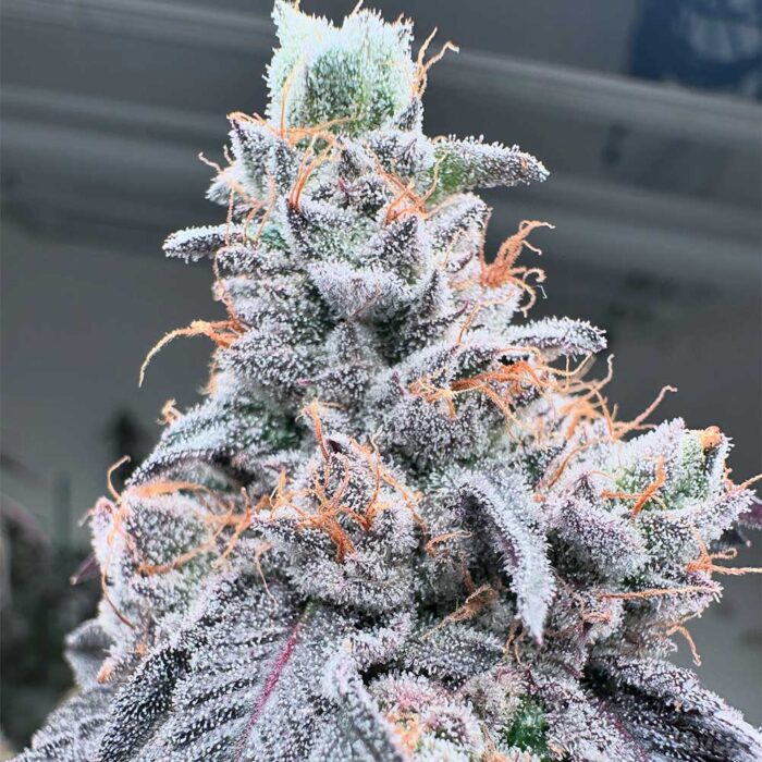 Dope Breeders - Grounded Genetics Swoosh Image