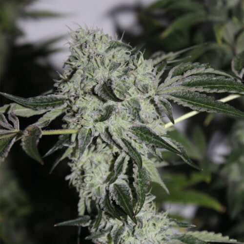 Dope Breeders - Grounded Genetics Tropical Sour Image