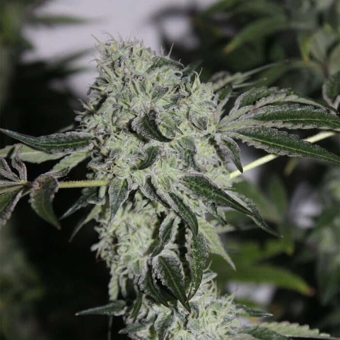 Dope Breeders - Grounded Genetics Tropical Sour Image