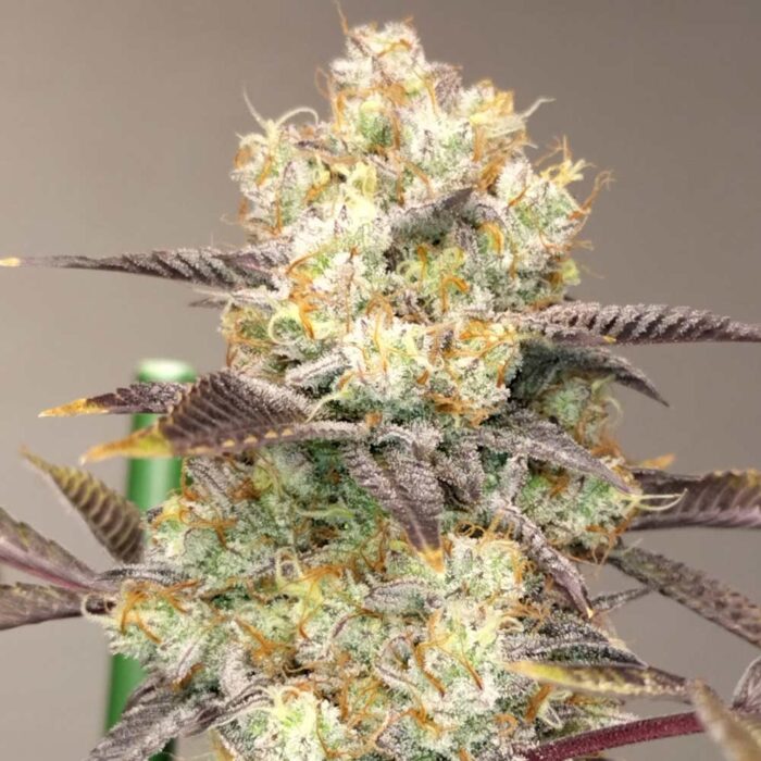 Dope Breeders - Grounded Genetics Vitamin Z Image