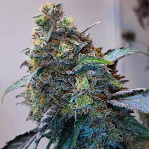 Dope Breeders - Grounded Genetics Zilk Road Image
