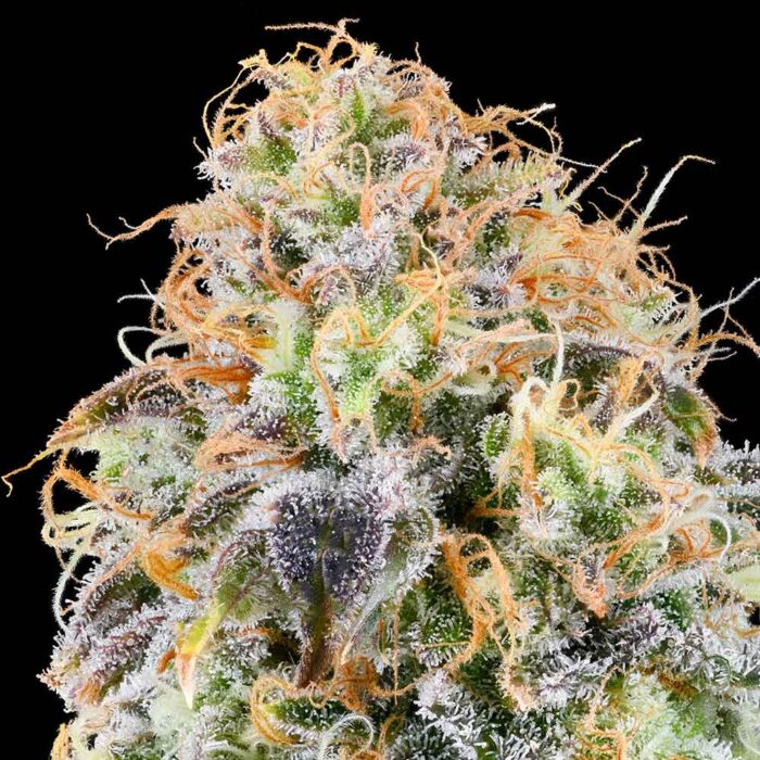 Dope Breeders - Grounded Genetics Zkunk Image
