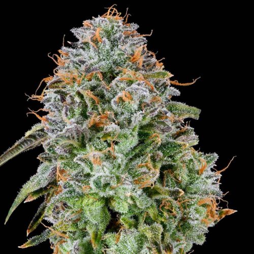 Dope Breeders - Grounded Genetics Zunami Image