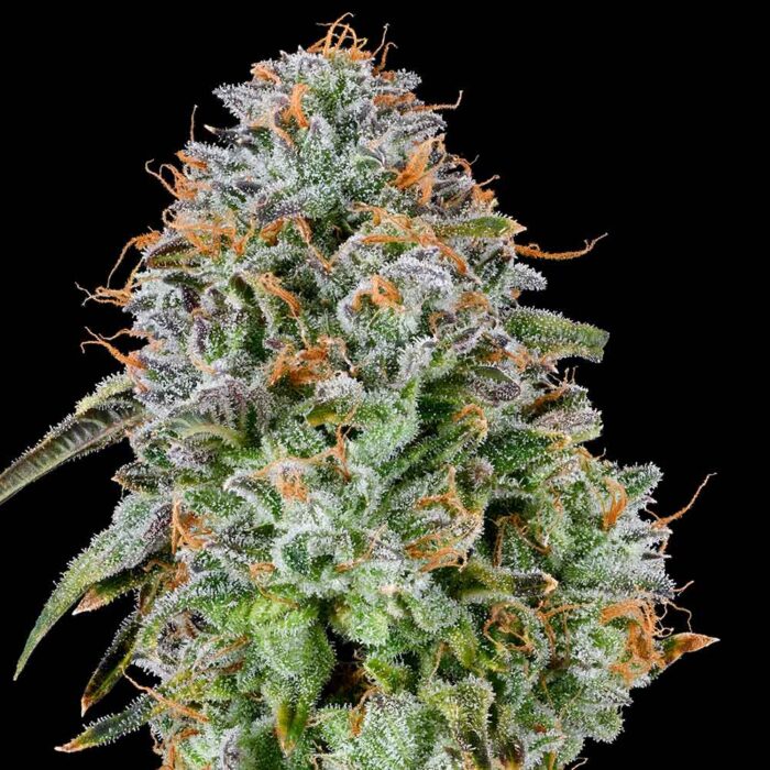 Dope Breeders - Grounded Genetics Zunami Image