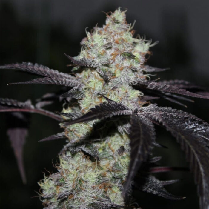 Dope Breeders - Grounded Genetics Zwisher Image