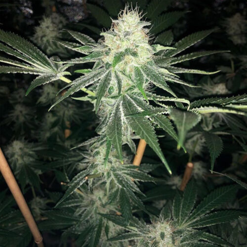 Dope Breeders - Lady Sativa Genetics ODV Sour Image