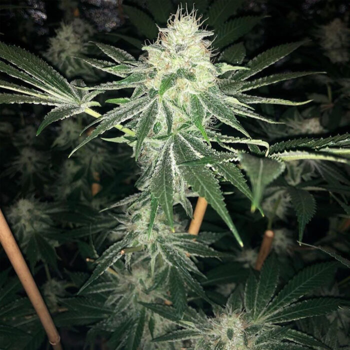 Dope Breeders - Lady Sativa Genetics ODV Sour Image