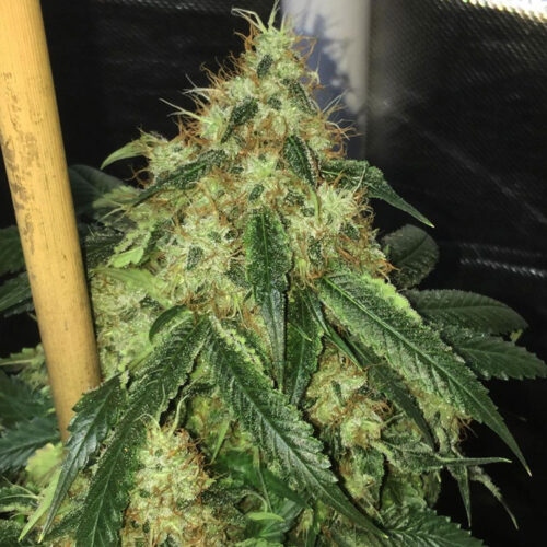 Dope Breeders - Lady Sativa Genetics Sour Marmalade Image