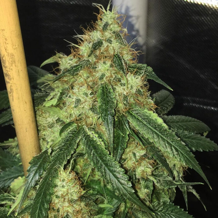 Dope Breeders - Lady Sativa Genetics Sour Marmalade Image