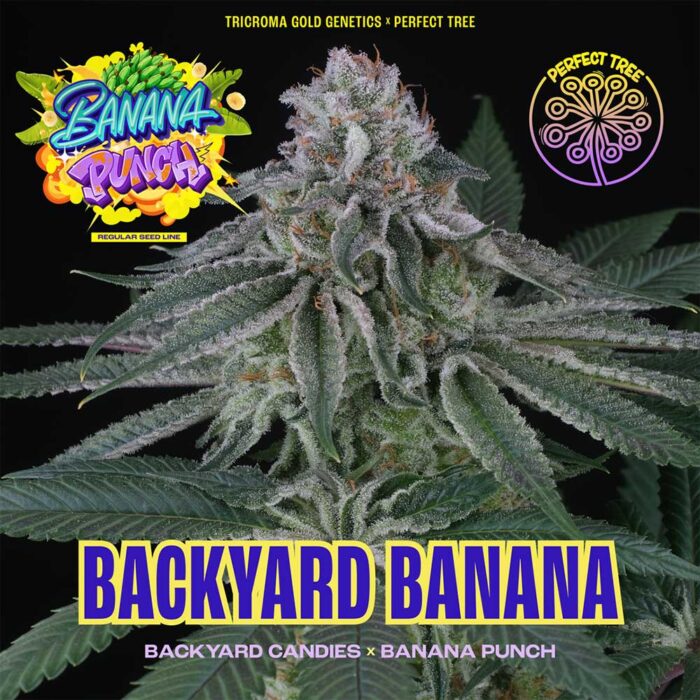 Dope Breeders - Perfect Tree Backyard Banana Image
