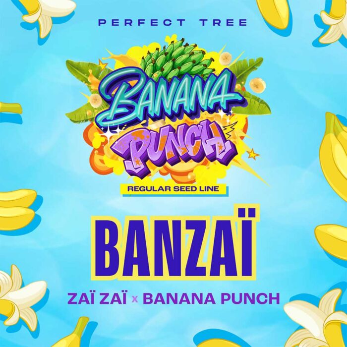 Dope Breeders - Perfect Tree BanzaÏ Image