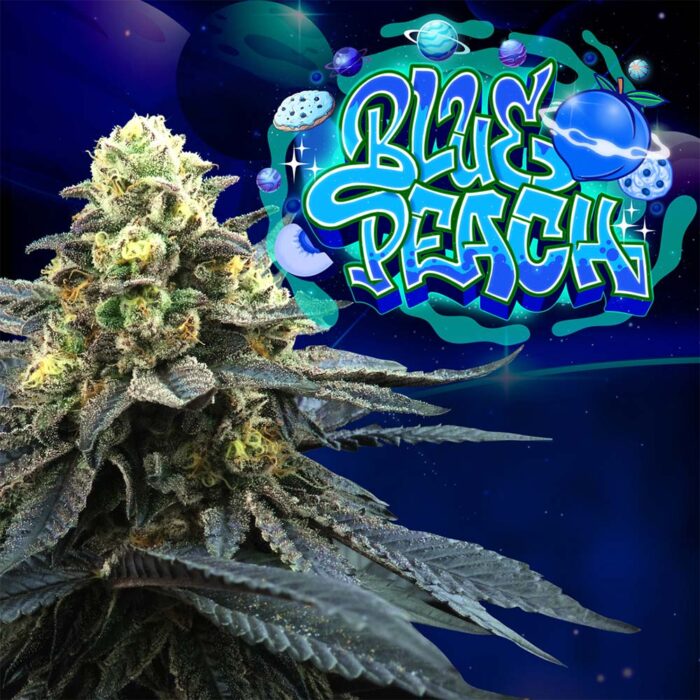 Dope Breeders - Perfect Tree Blue Peach Image
