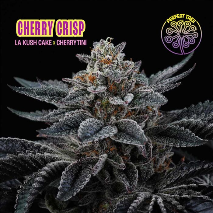 Dope Breeders - Perfect Tree Cherry Crisp Image