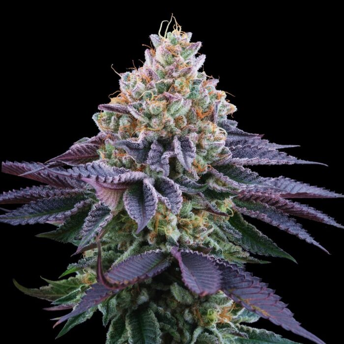 Dope Breeders - Perfect Tree Coco Fresh Image