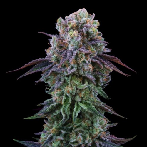 Dope Breeders - Perfect Tree Coconut Cream Image