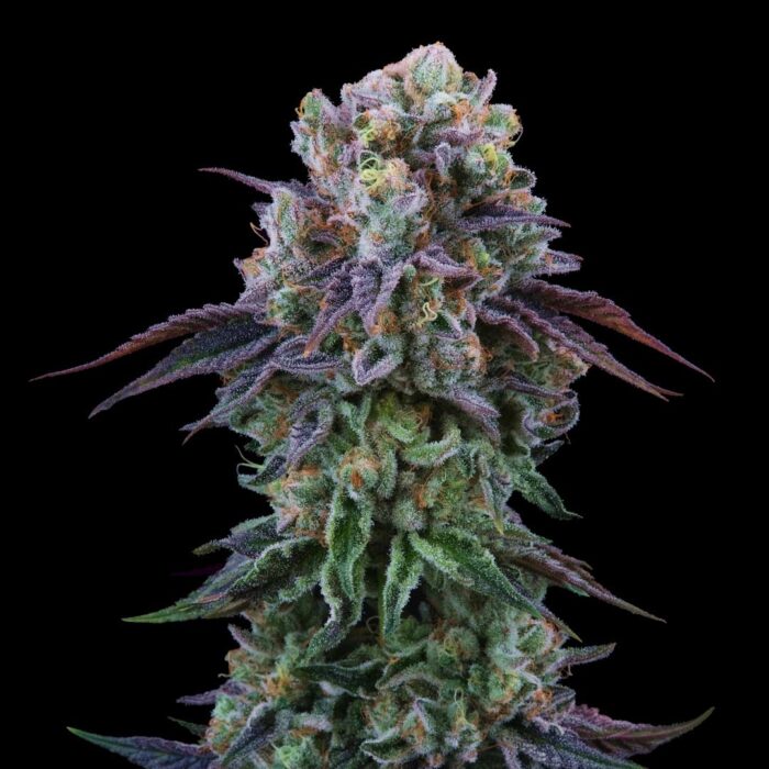 Dope Breeders - Perfect Tree Coconut Cream Image