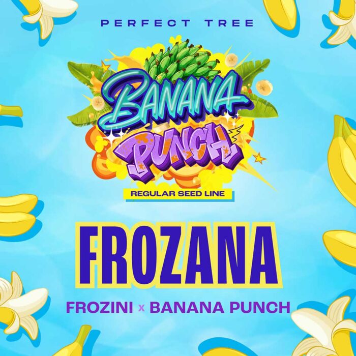 Dope Breeders - Perfect Tree Frozana Image
