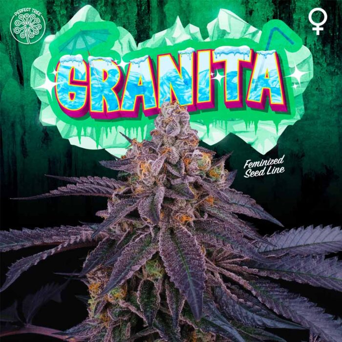 Dope Breeders - Perfect Tree Granita Image