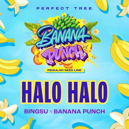 Dope Breeders - Perfect Tree Halo Halo Image