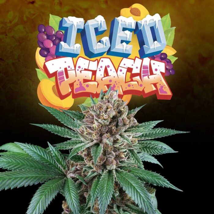 Dope Breeders - Perfect Tree Iced Peach Image